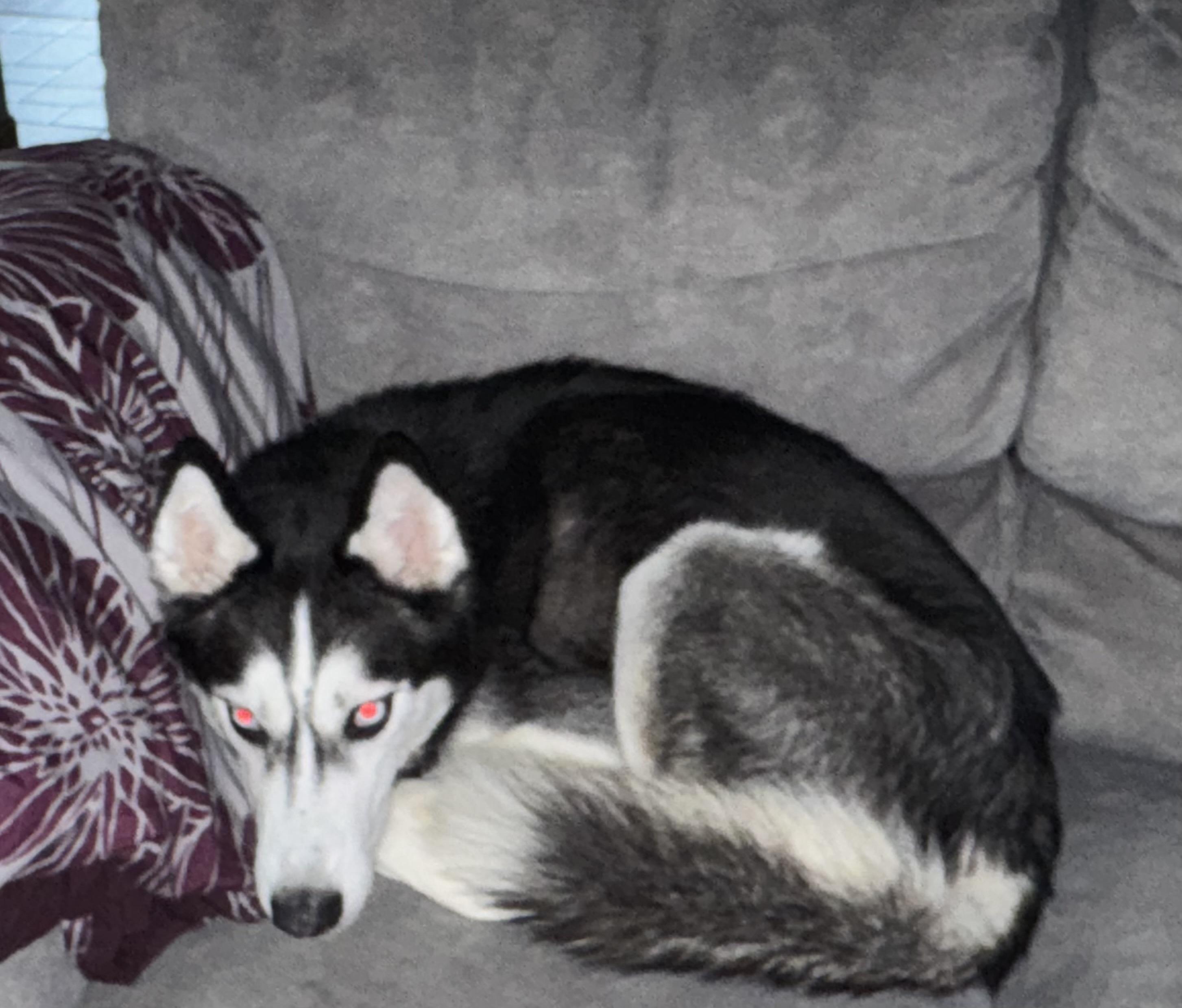 Enlarge Vento, a Adopted Siberian Husky in La Motte, IA image 1/4