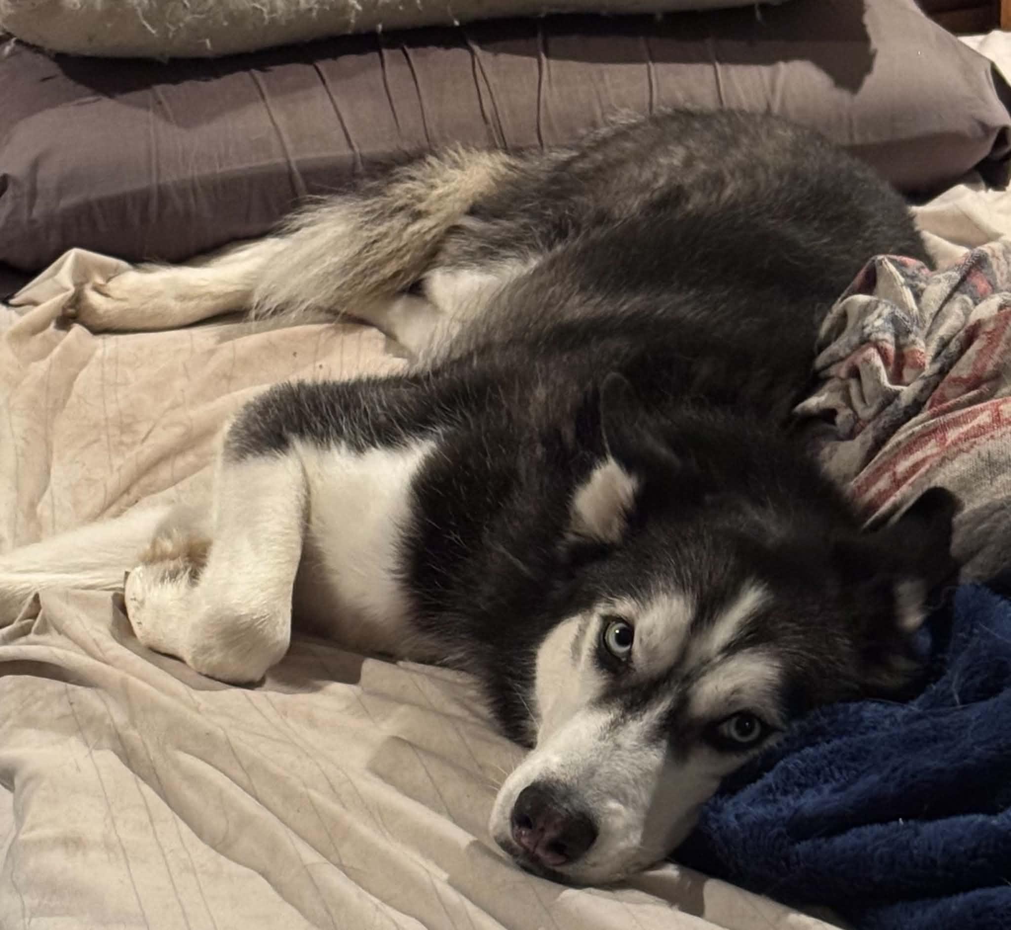Enlarge Vento, a Adopted Siberian Husky in La Motte, IA image 4/4