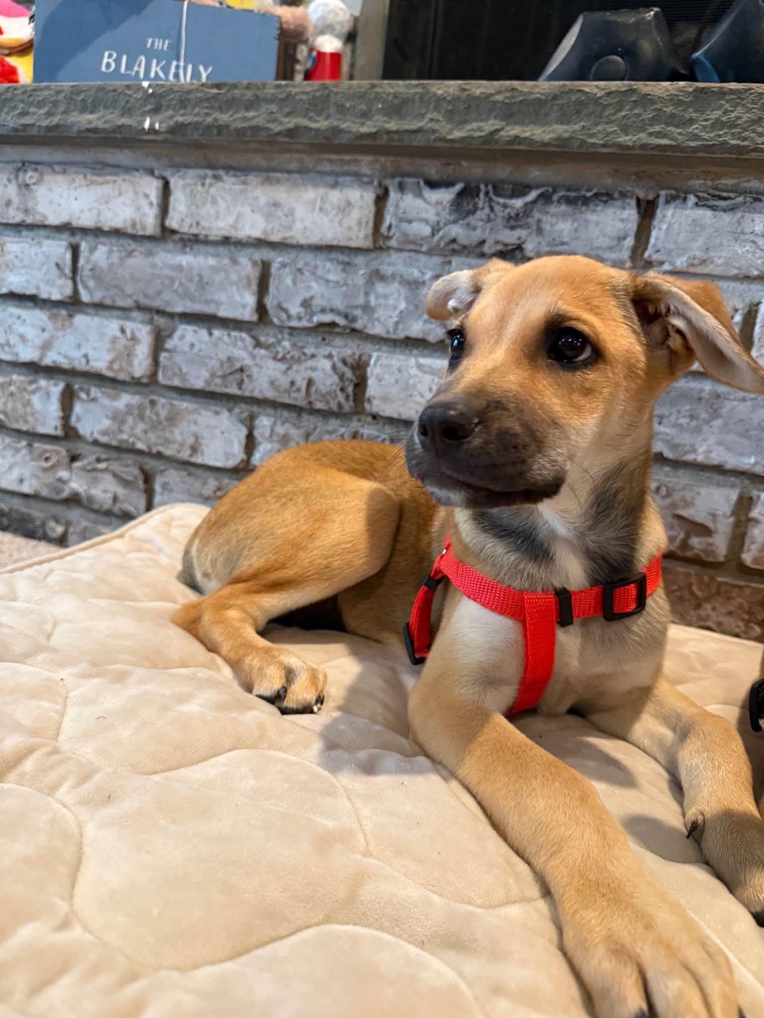 Willow, ADOPTABLE, Puppy Female Shepherd.
