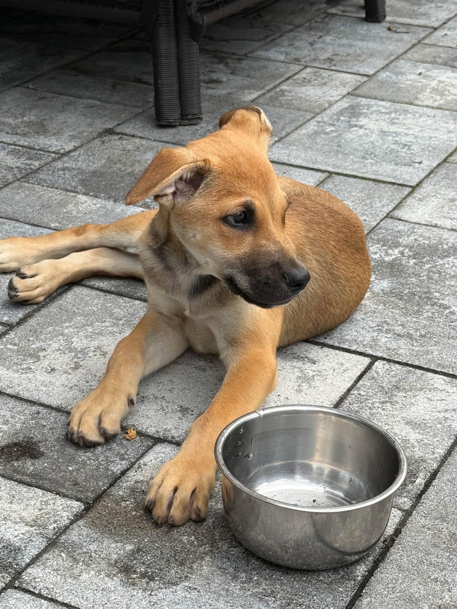 Enlarge Willow, a ADOPTABLE mixed breed in Riverdale, NJ image 2/4