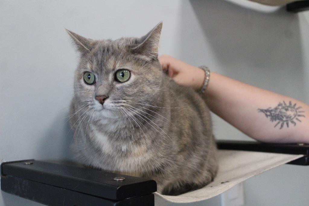 Enlarge Tagalong, a ADOPTABLE Domestic Short Hair in Chestertown, MD image 3/3