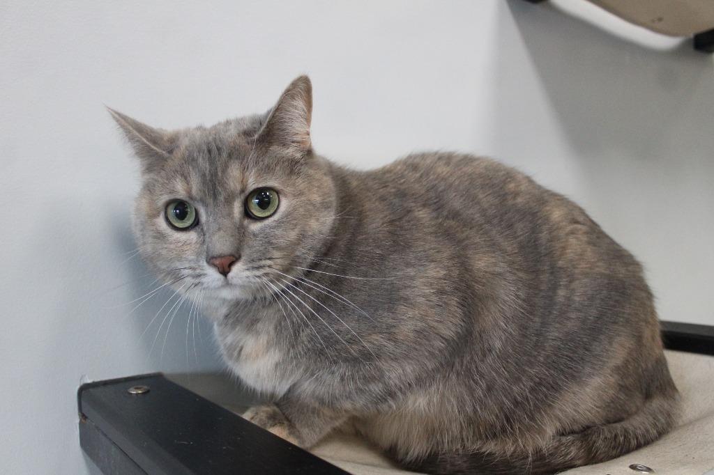 Enlarge Tagalong, a ADOPTABLE Domestic Short Hair in Chestertown, MD image 1/3