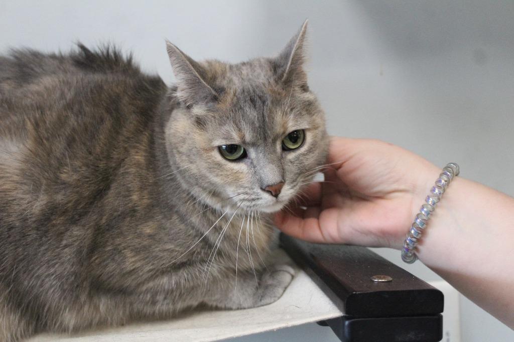 Enlarge Tagalong, a ADOPTABLE Domestic Short Hair in Chestertown, MD image 2/3