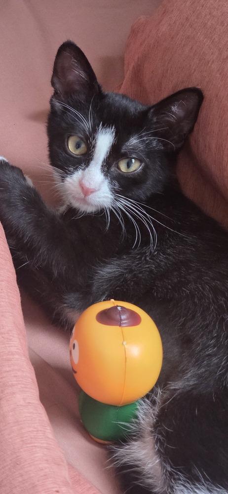 Enlarge Sequoia, a Adoptable Domestic Short Hair in Duxbury, MA image 1/3