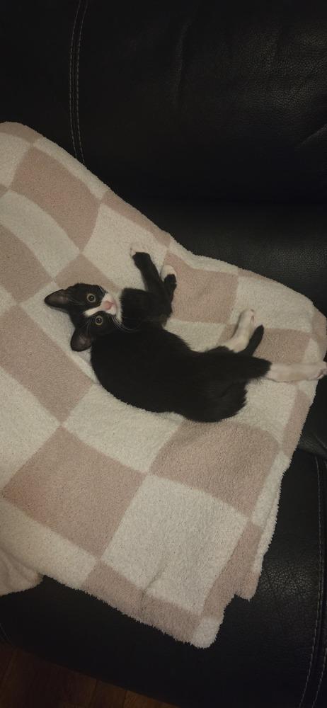 Enlarge Sequoia, a Adoptable Domestic Short Hair in Duxbury, MA image 2/3