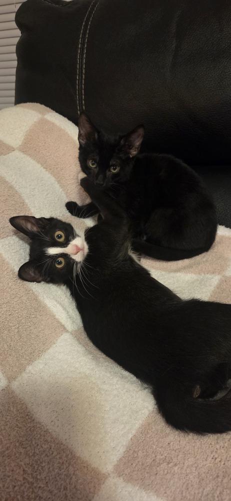 Enlarge Sequoia, a Adoptable Domestic Short Hair in Duxbury, MA image 3/3