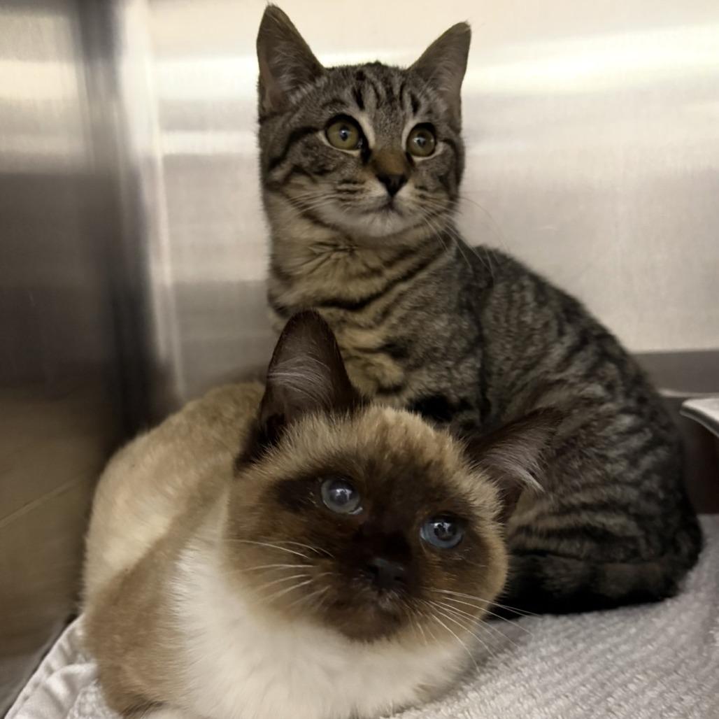 Enlarge Coco (adopt with Callie), a Adoptable mixed breed in Fayetteville, GA image 1/1