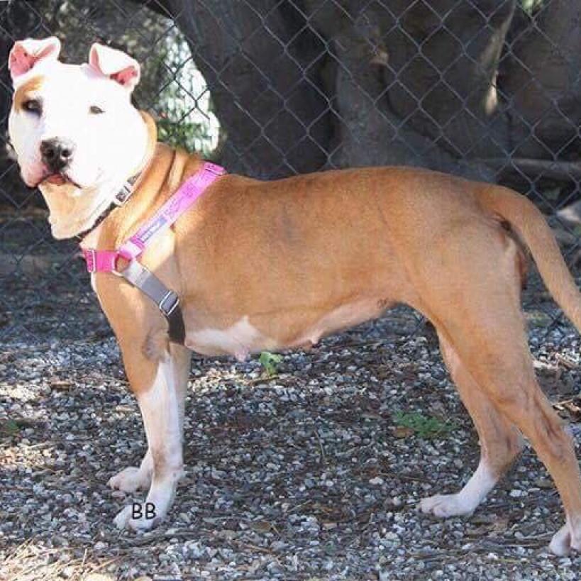 Enlarge Bella, a Adoptable Pit Bull Terrier in Lompoc, CA image 2/5