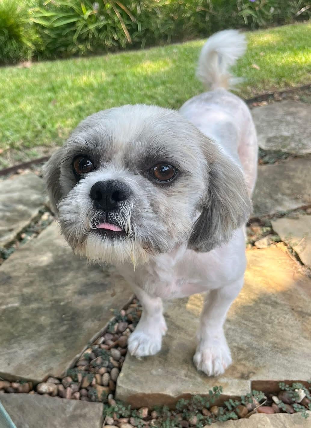 Theo, Adopted, Adult Male Shih Tzu.
