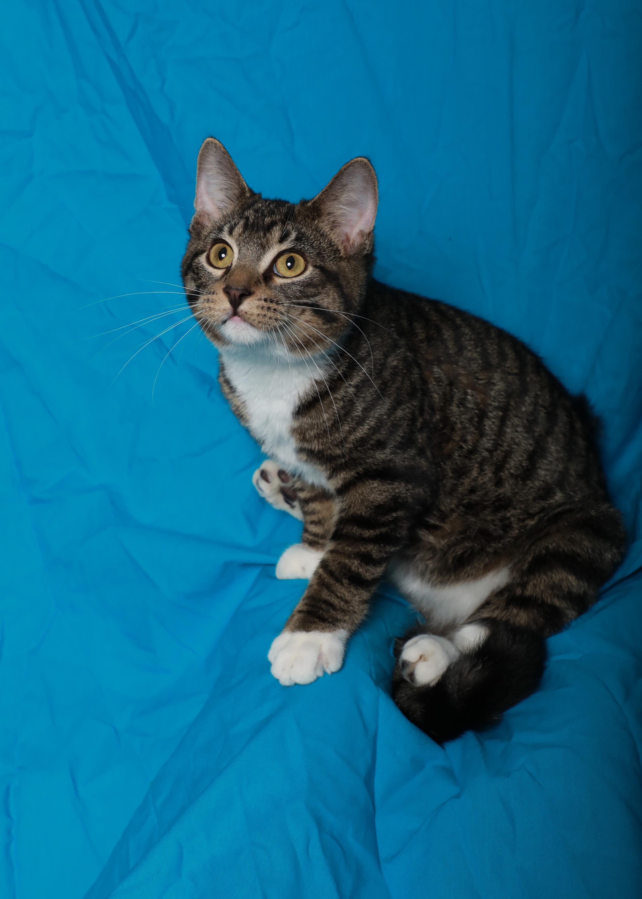 Stitch, Adoptable, Kitten Male Domestic Short Hair.