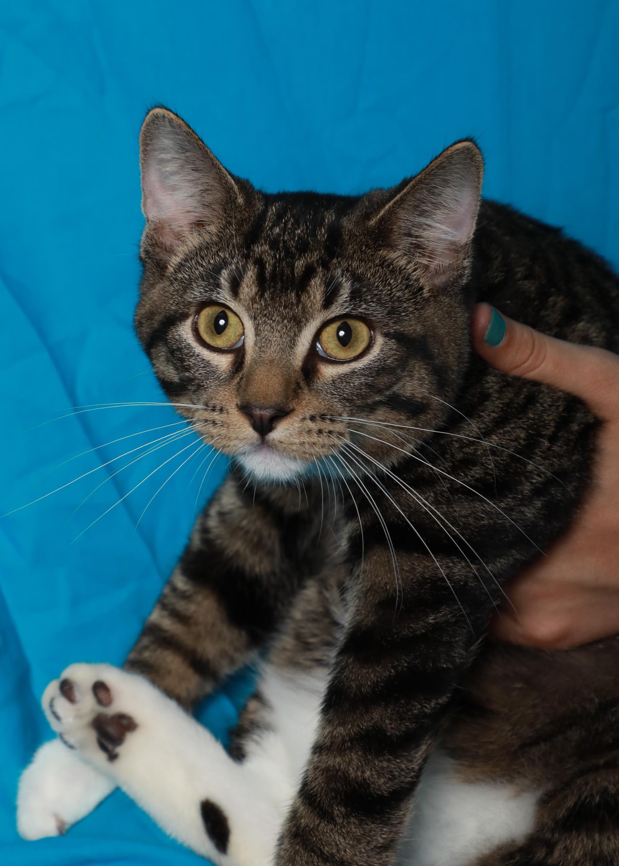 Stitch, a Adoptable Domestic Short Hair in Rock Falls, IL image 2/2