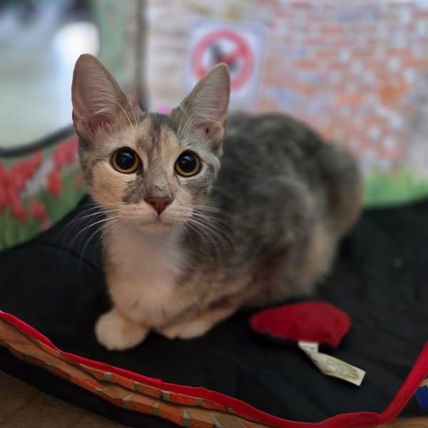 Cali, Young Female unknown