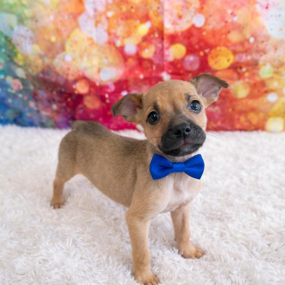 Gingham — thumbnail 2