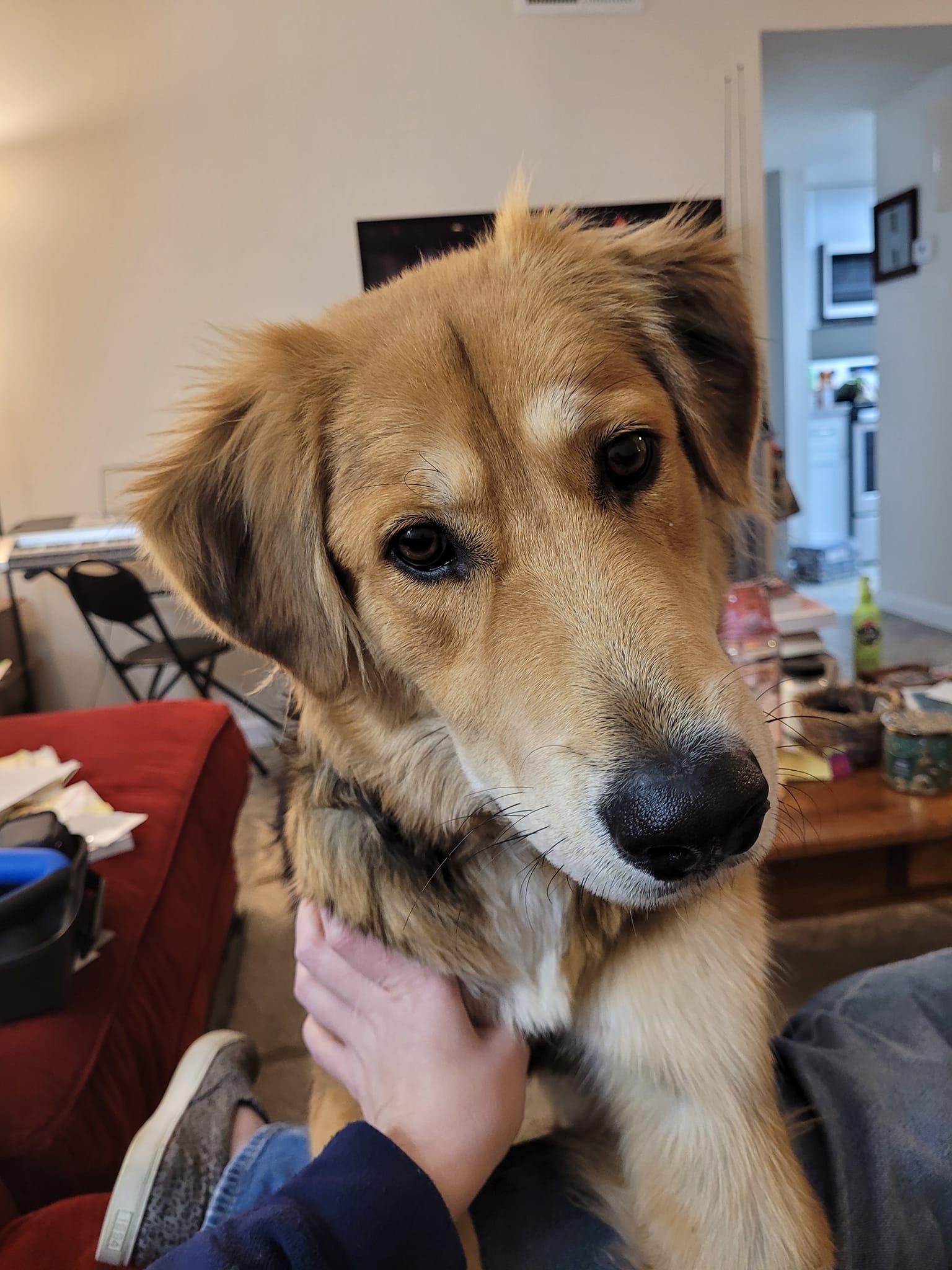 Gypsy, Adopted, Adult Female German Shepherd Dog.