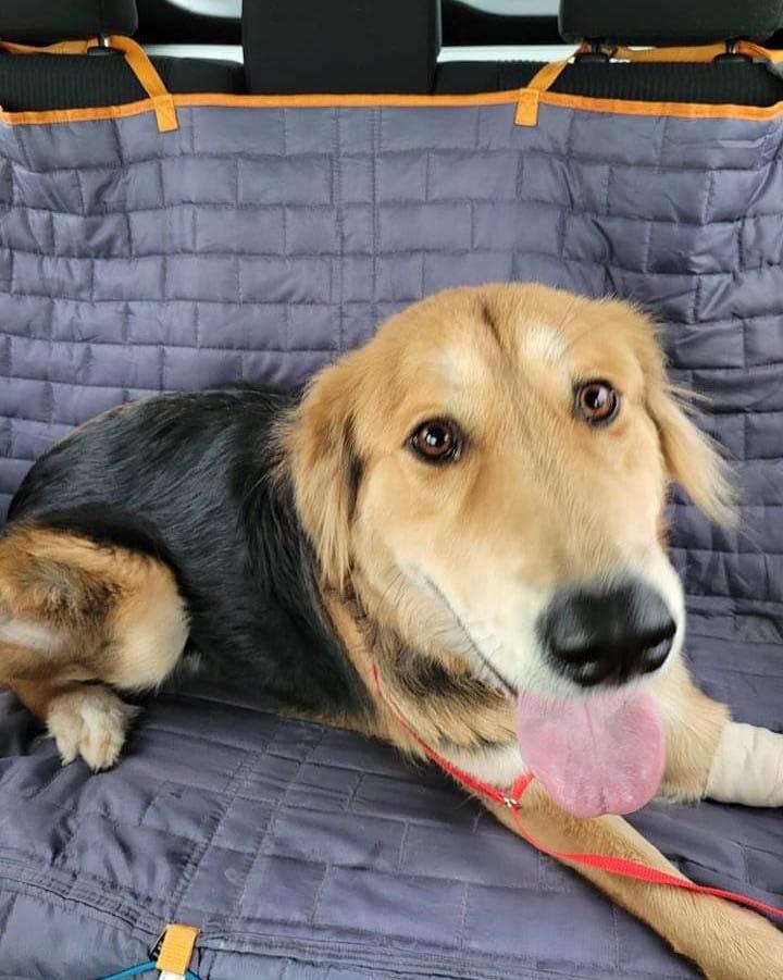 Enlarge Gypsy, a Adopted German Shepherd Dog in Houston, TX image 2/3