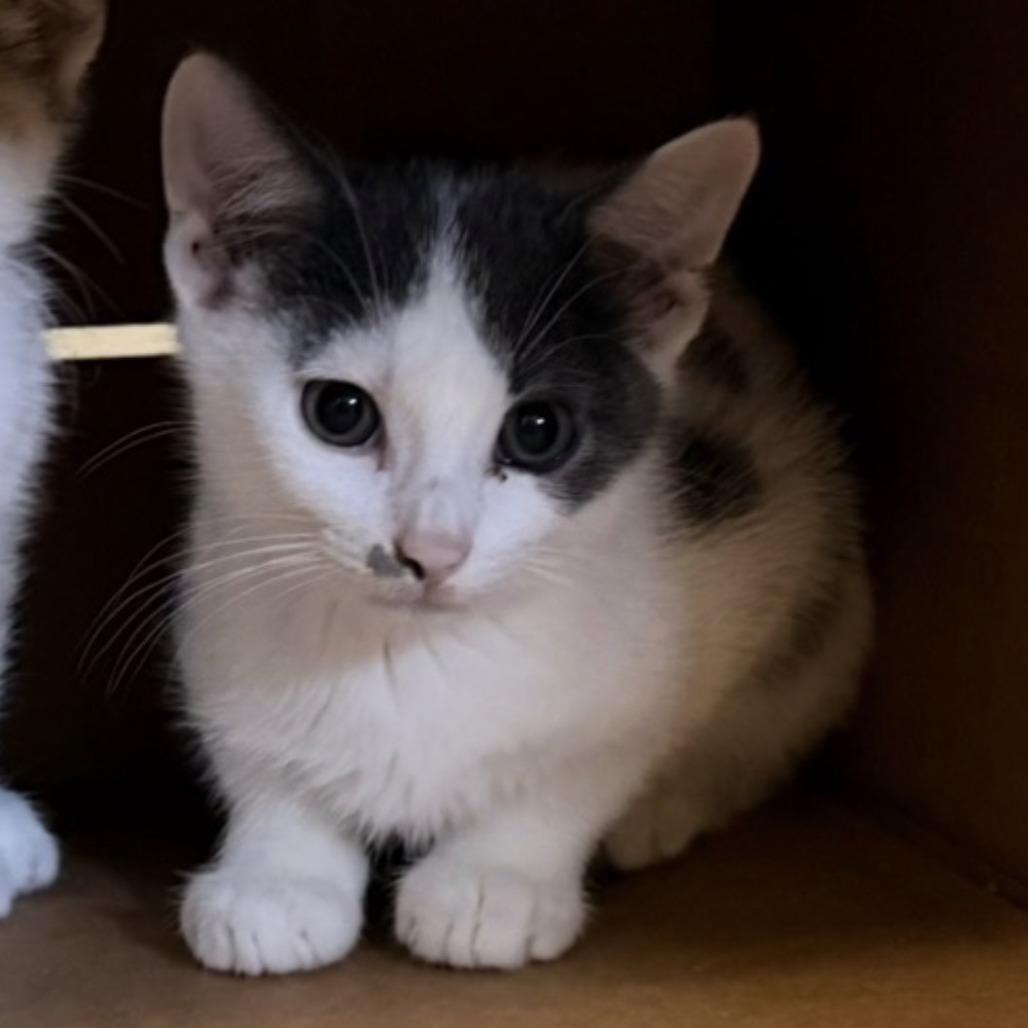 Enlarge Carl, a Adoptable Domestic Short Hair in Coralville, IA image 1/2