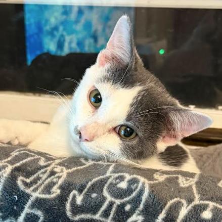 Enlarge Carl, a Adoptable Domestic Short Hair in Coralville, IA image 2/2
