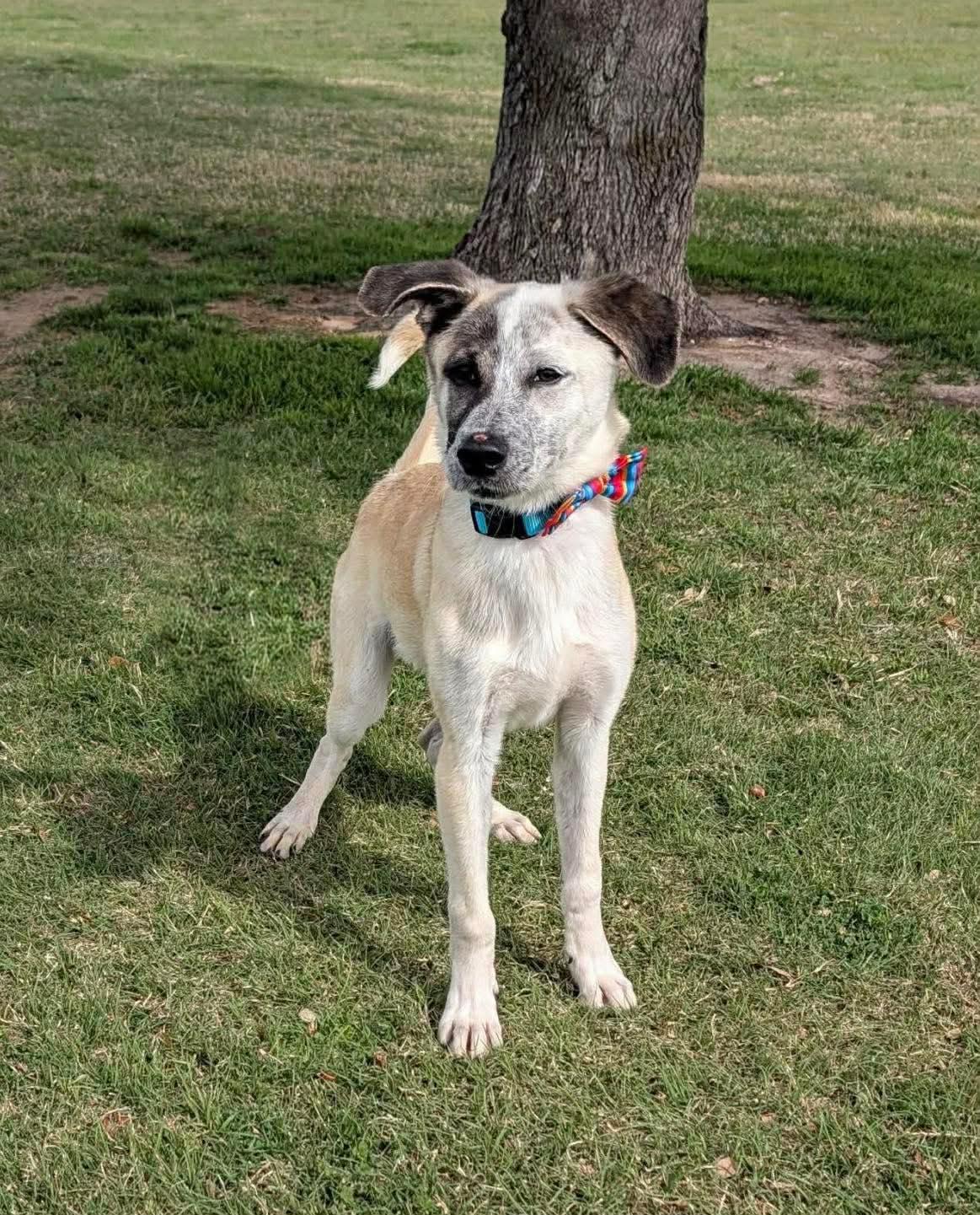 Flounder - CS , ADOPTABLE, Young Male Anatolian Shepherd.