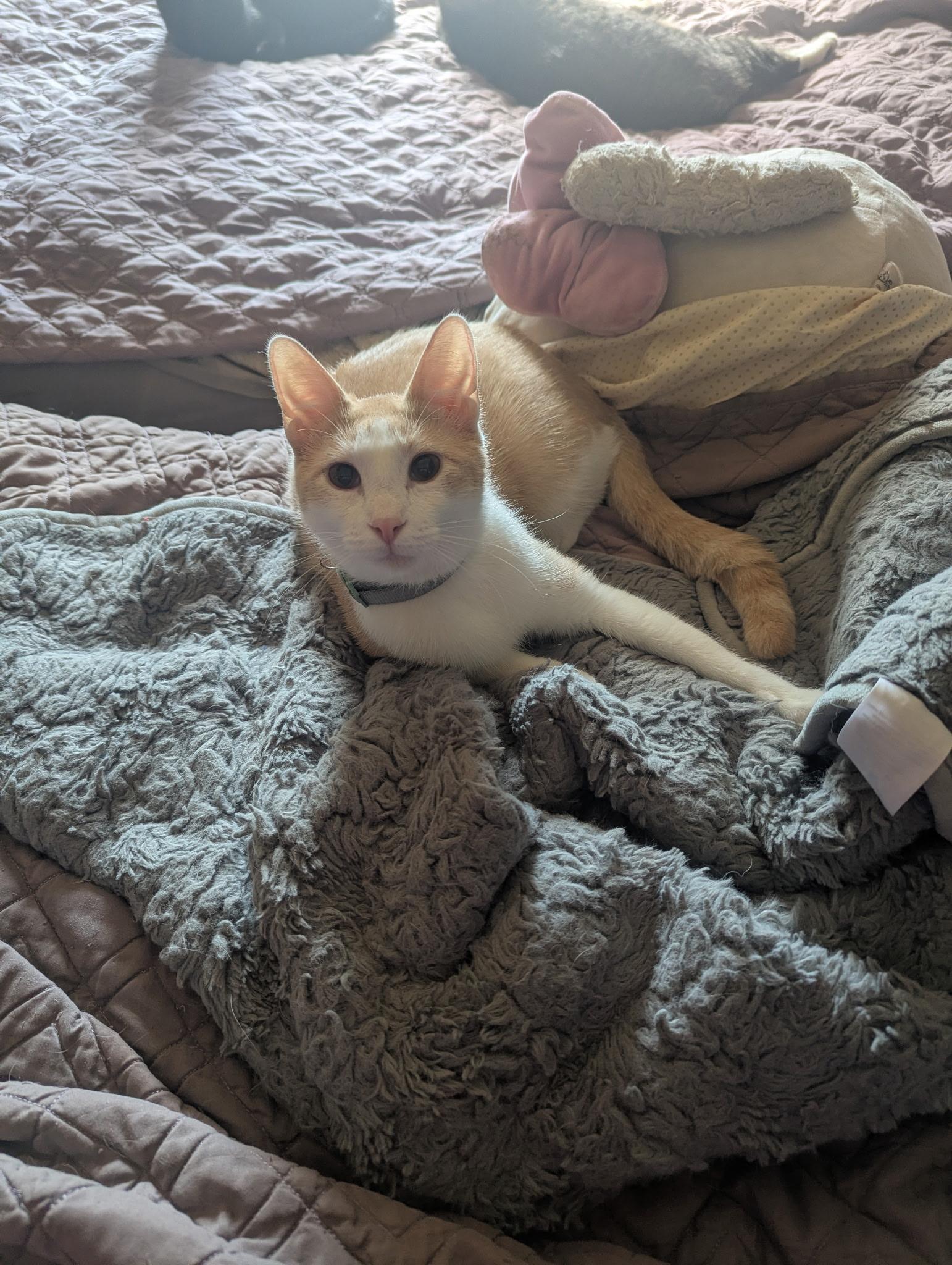 Enlarge Colby, an adoptable Domestic Short Hair in Brentwood, CA image 1/6