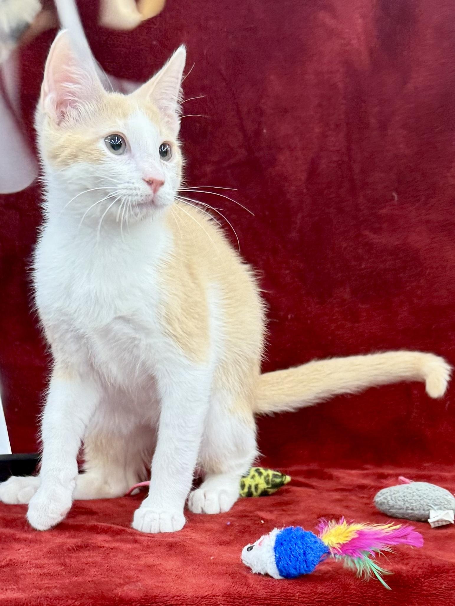 Enlarge Colby, an adoptable Domestic Short Hair in Brentwood, CA image 6/6