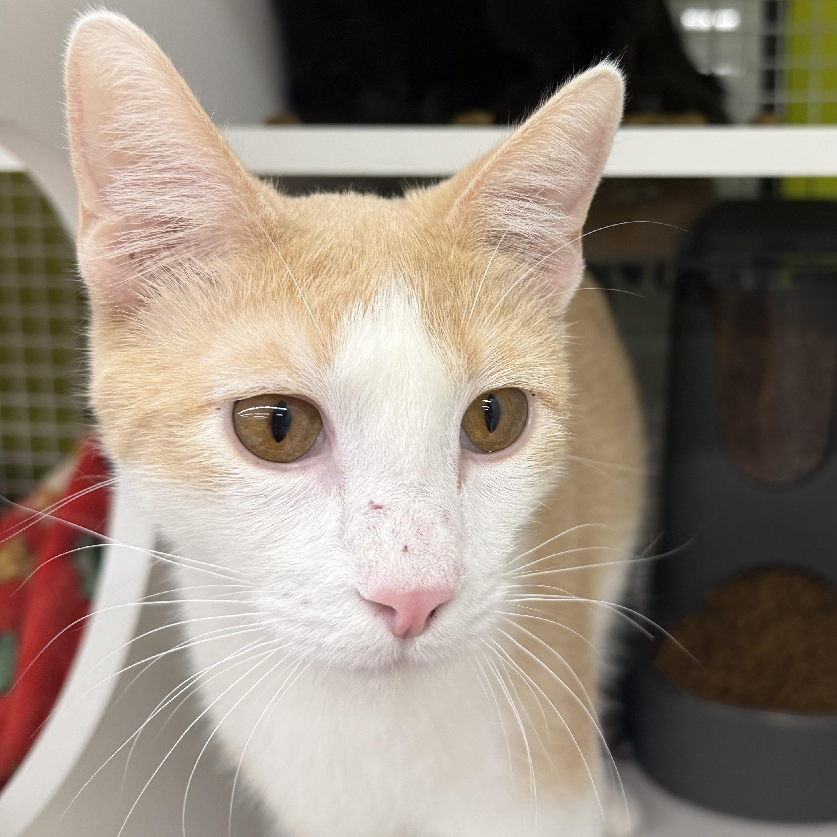Colby Jack, adoptable, Young Male Domestic Short Hair.
