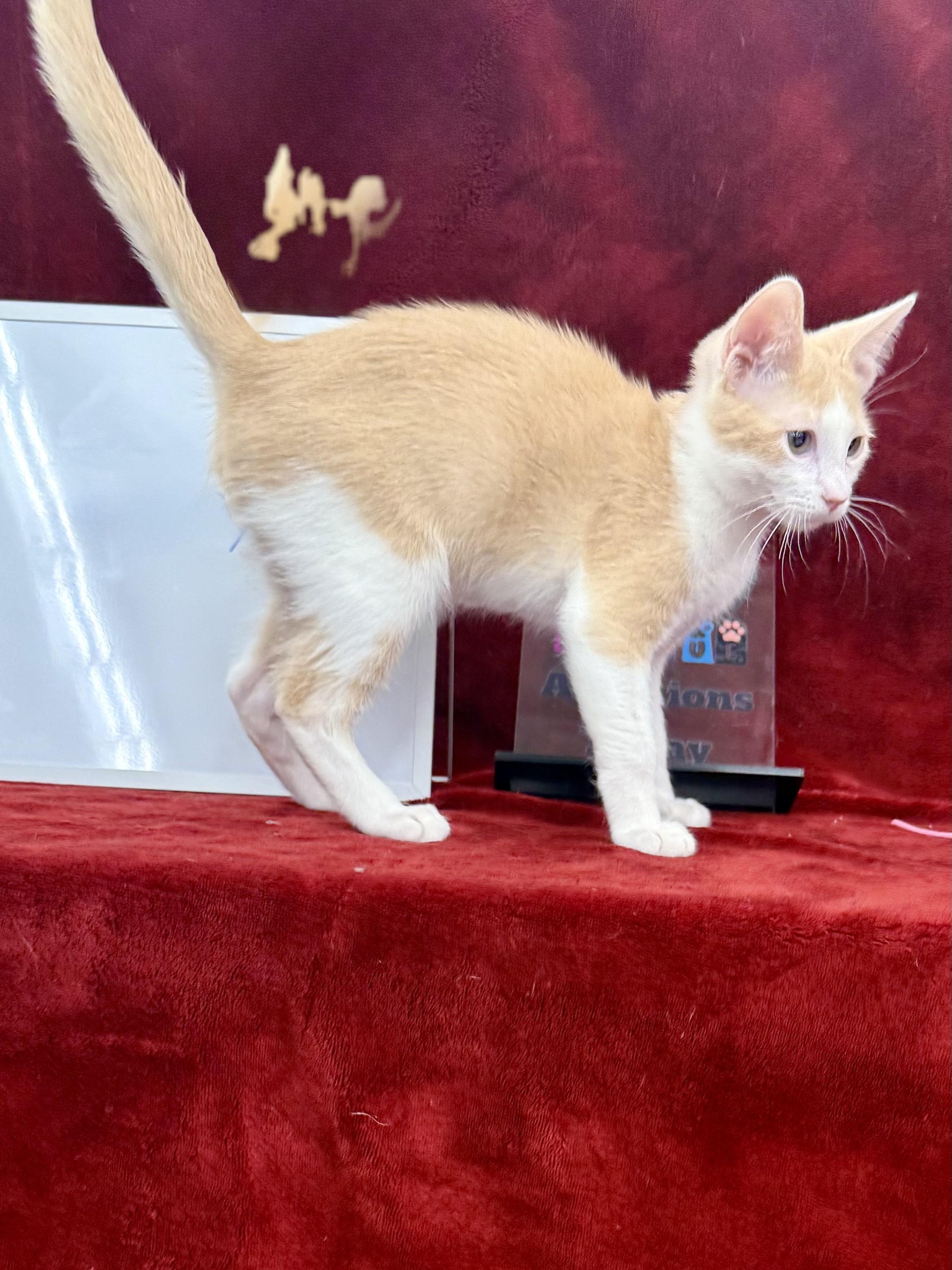 Enlarge Colby, an adoptable Domestic Short Hair in Brentwood, CA image 5/6