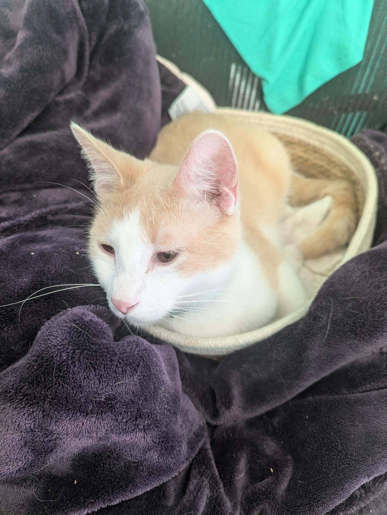 Colby, adoptable, Young Male Domestic Short Hair.