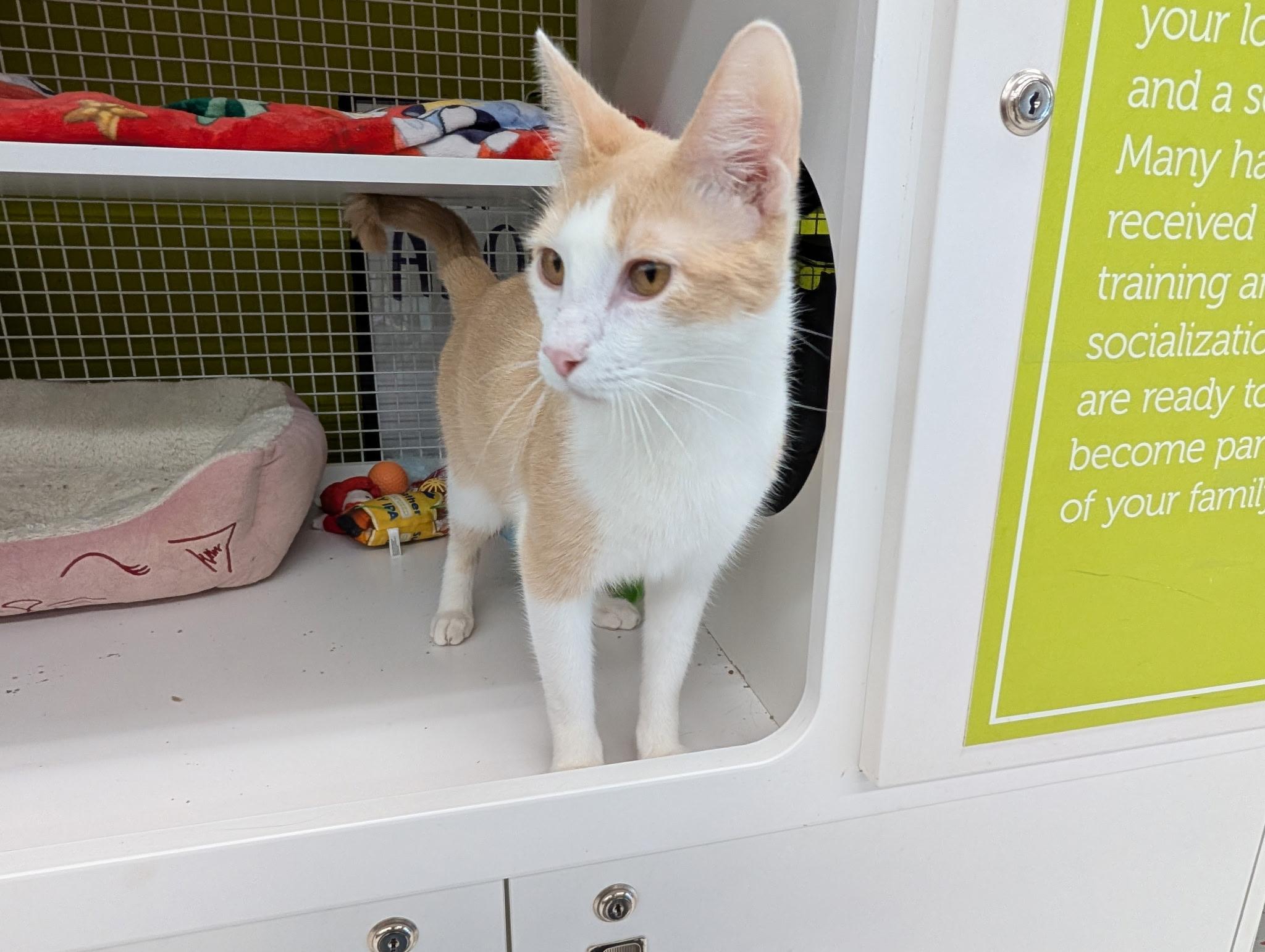 Colby, an adoptable Domestic Short Hair in Brentwood, CA image 3/6
