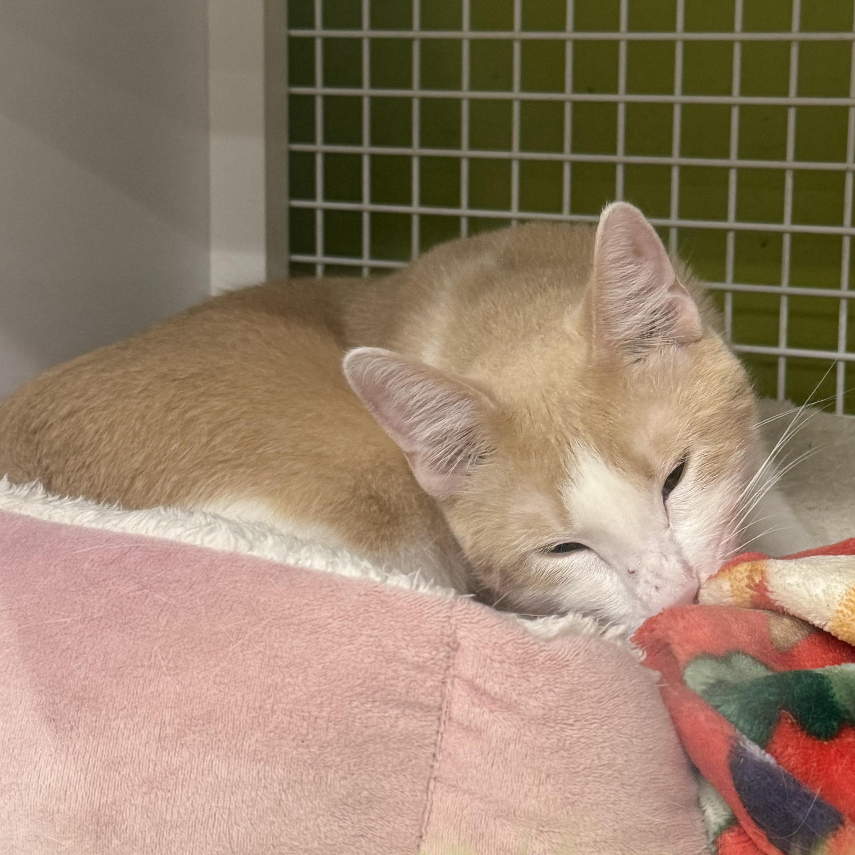 Colby, adoptable, Young Male Domestic Short Hair.