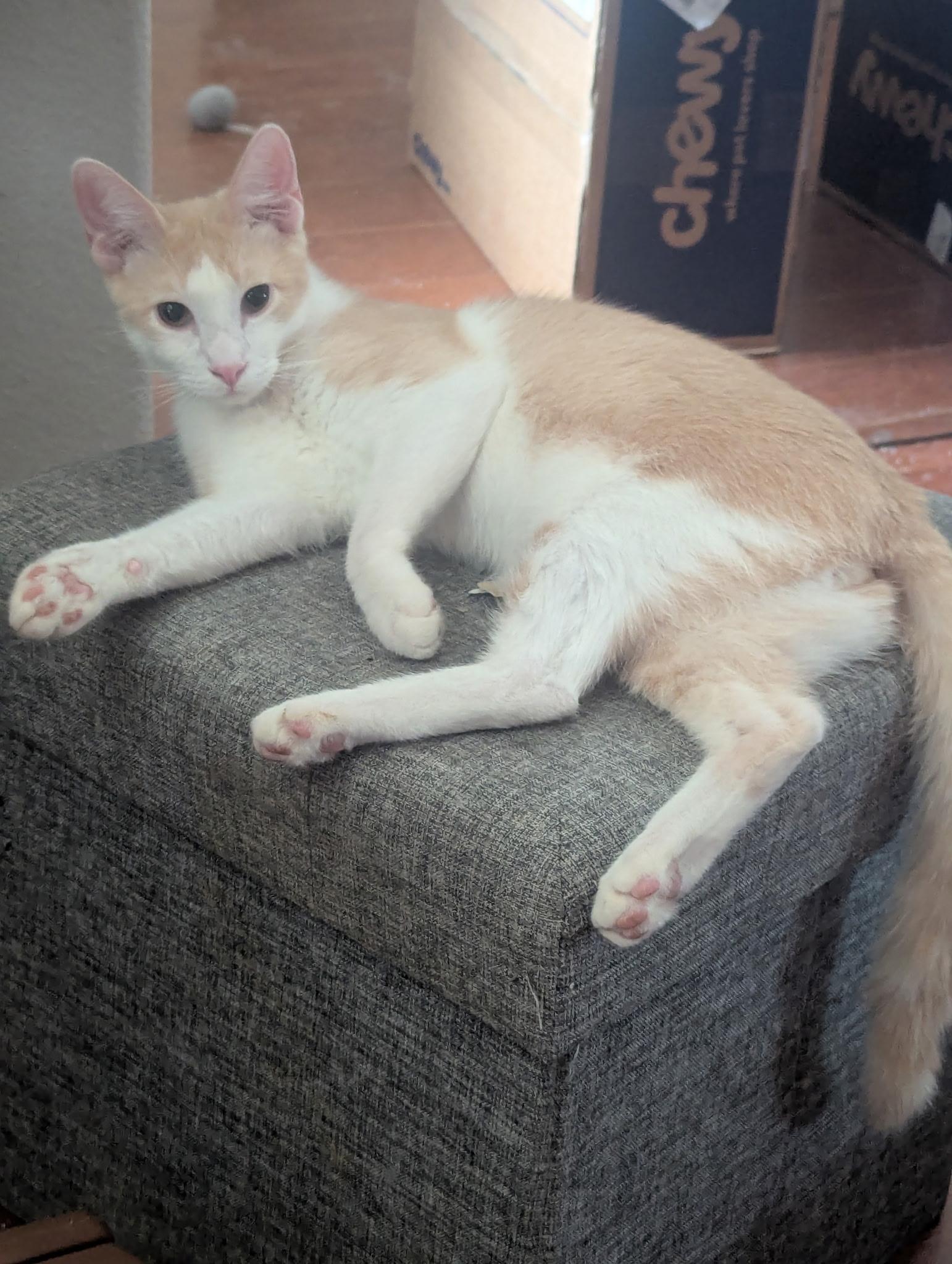 Enlarge Colby, an adoptable Domestic Short Hair in Brentwood, CA image 4/6