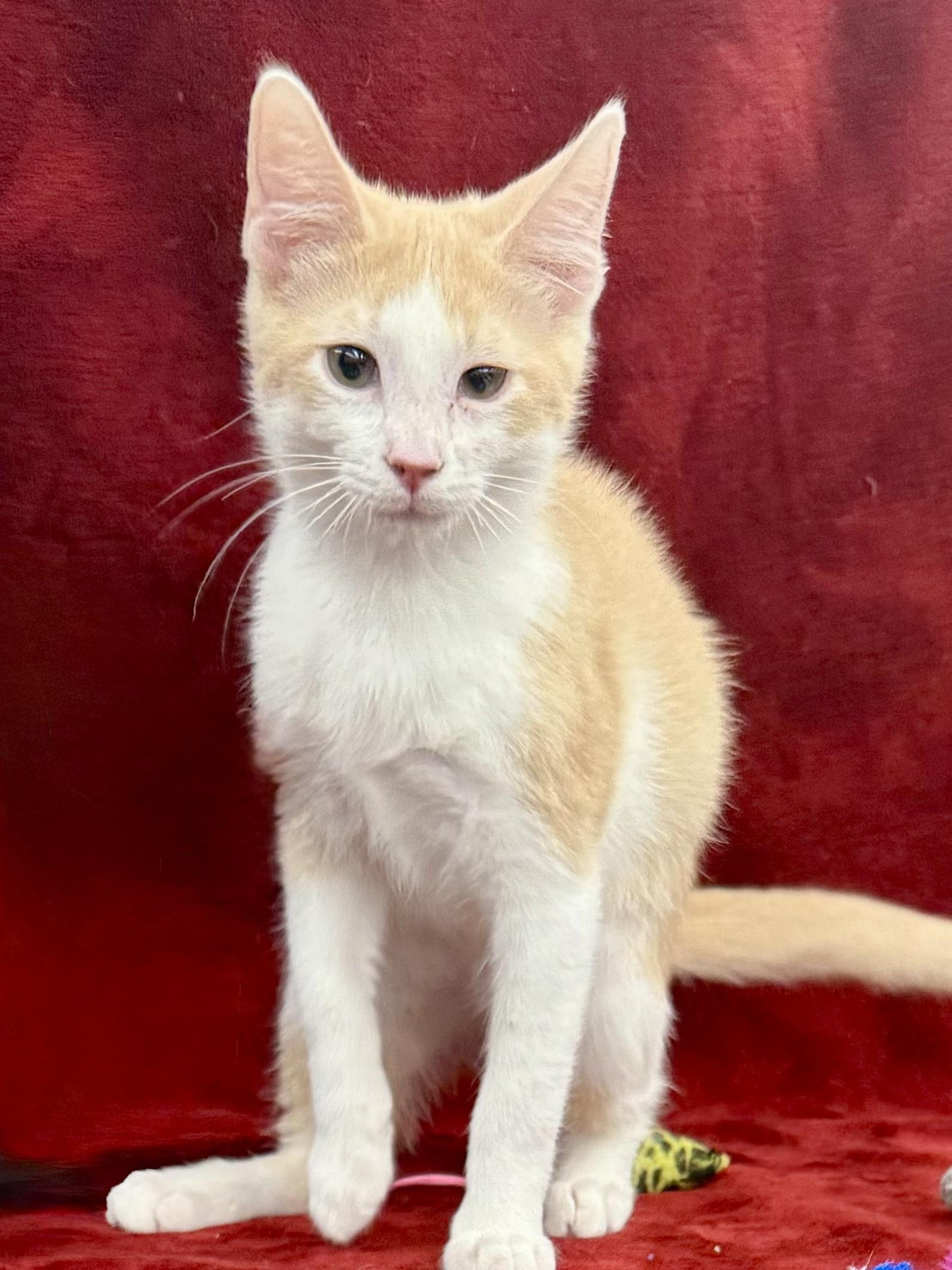 Enlarge Colby, an adoptable Domestic Short Hair in Brentwood, CA image 3/6