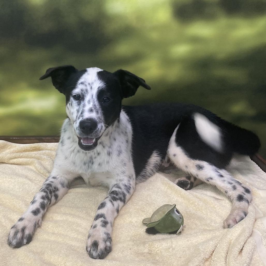 Gretta, Adoptable, Young Female Mixed Breed.