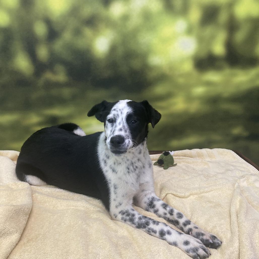 Enlarge Gretta, a Adoptable Mixed Breed in Auburn, NH image 2/2