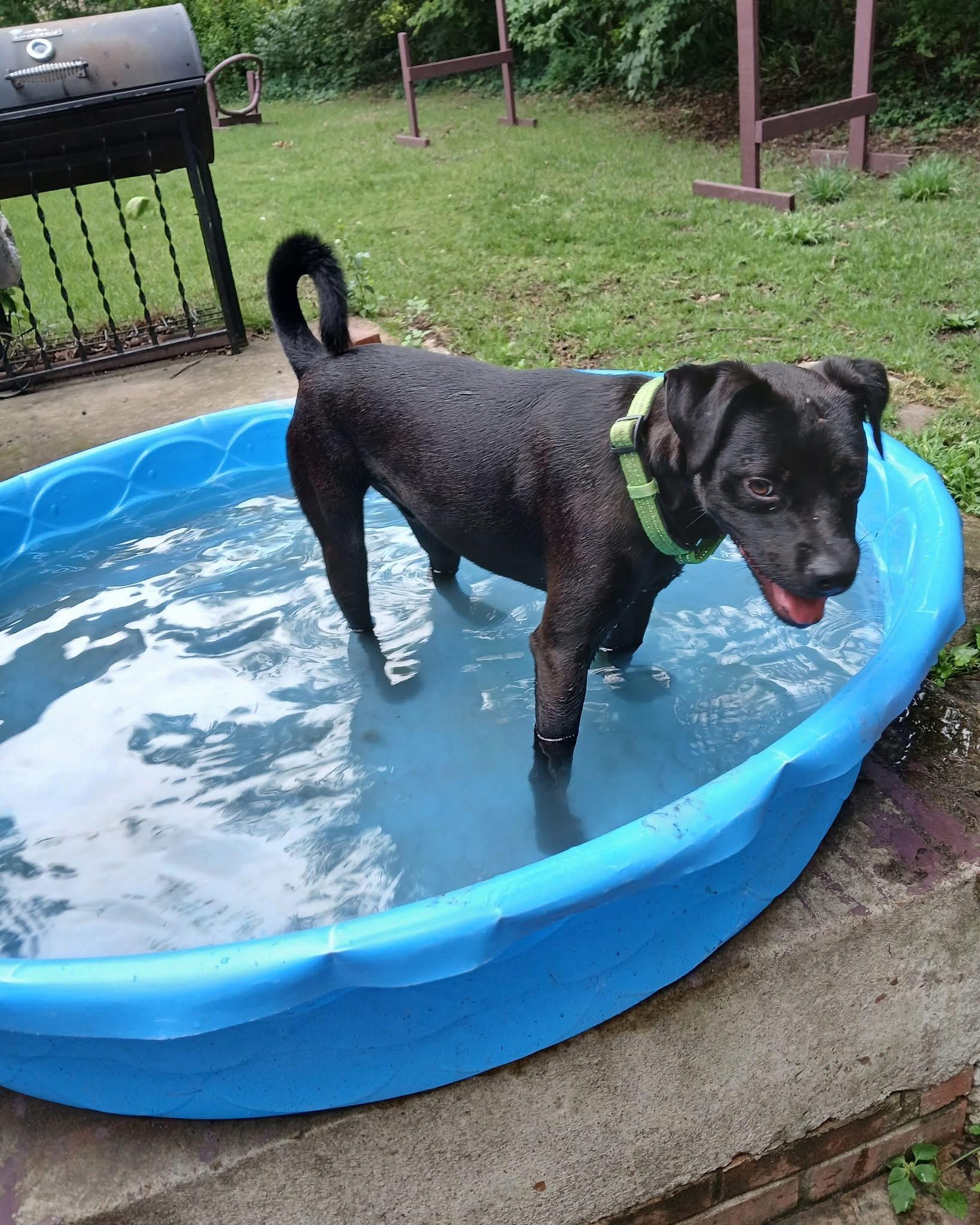 Enlarge Denali, a Adoptable mixed breed in Mount Juliet, TN image 5/6