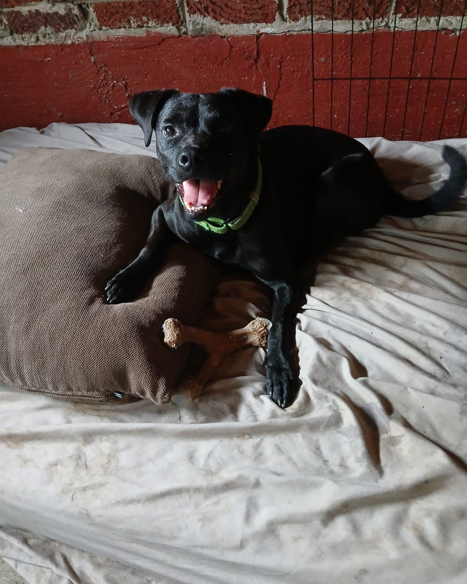 Enlarge Denali, a Adoptable mixed breed in Mount Juliet, TN image 3/6