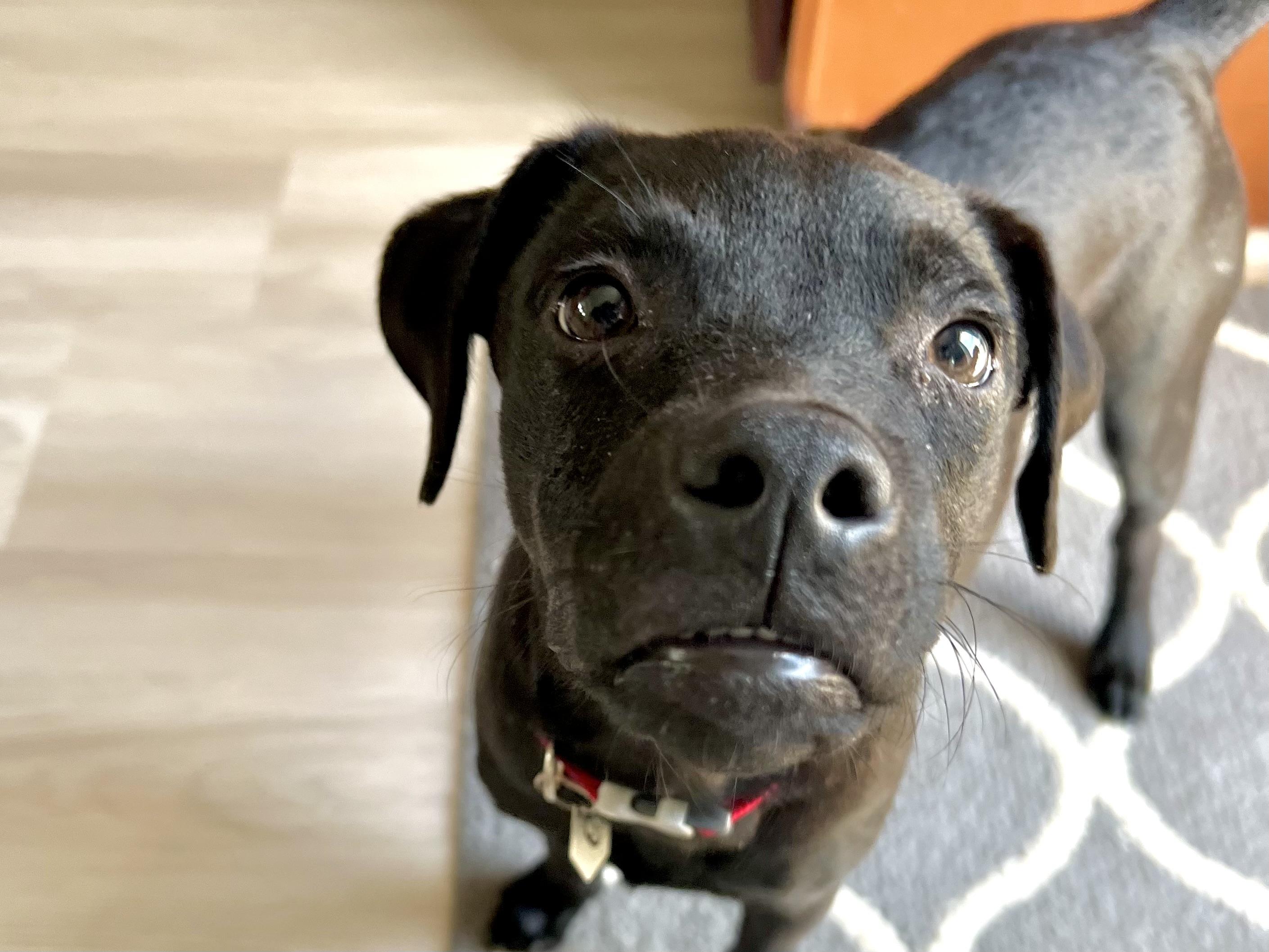 Denali (Dresden #9) 4