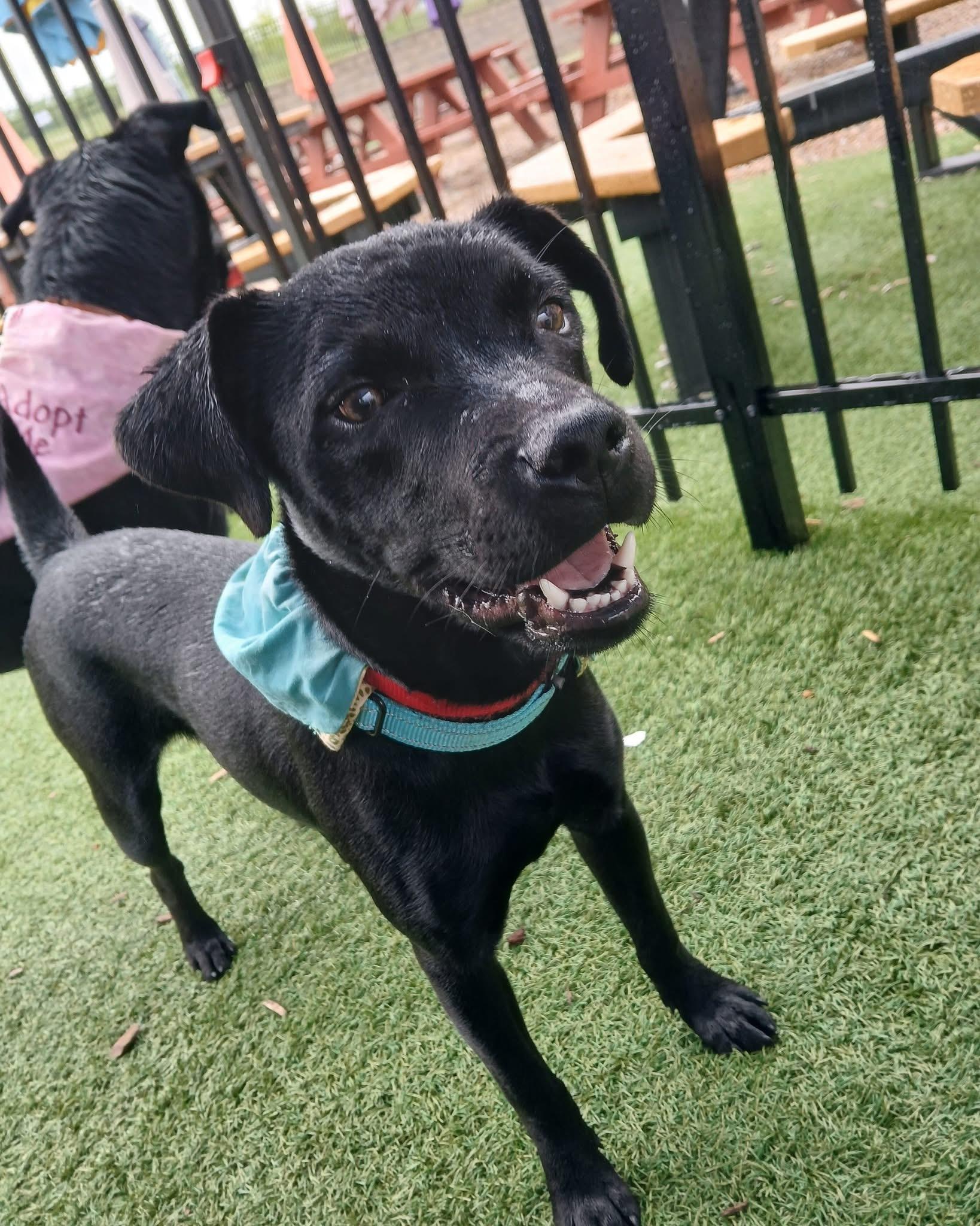 Enlarge Denali, a Adoptable mixed breed in Mount Juliet, TN image 4/6