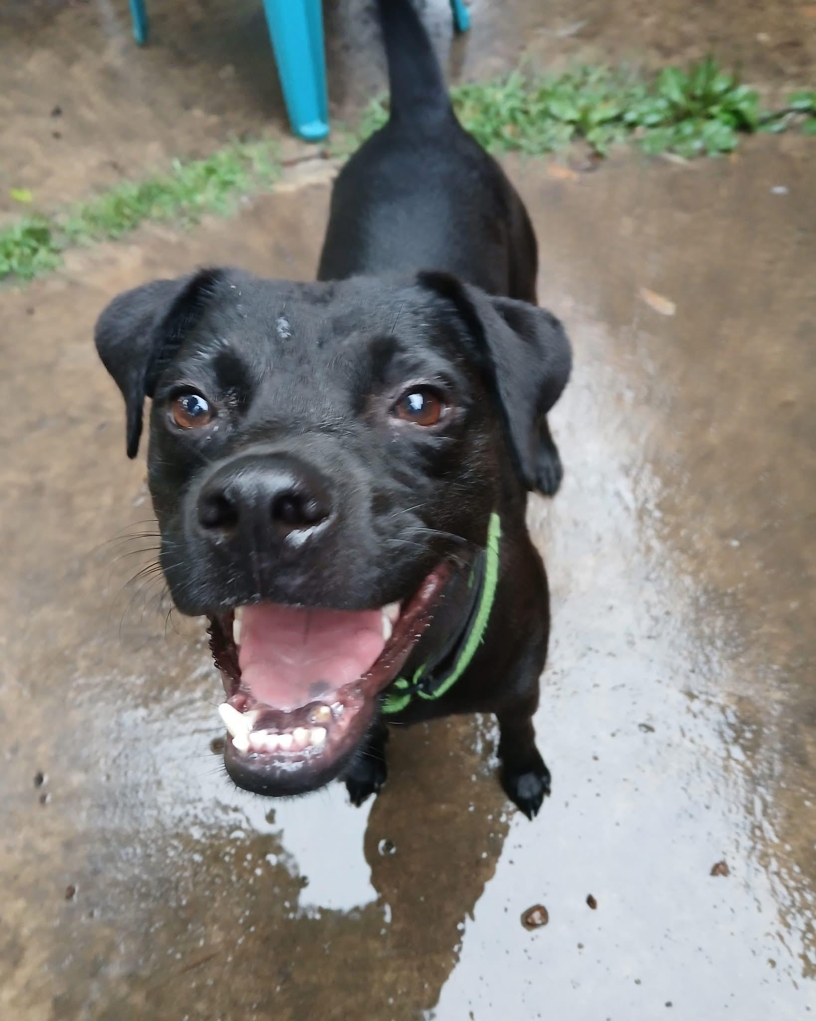 Denali, Adoptable, Young Male American Staffordshire Terrier & Black Labrador Retriever.