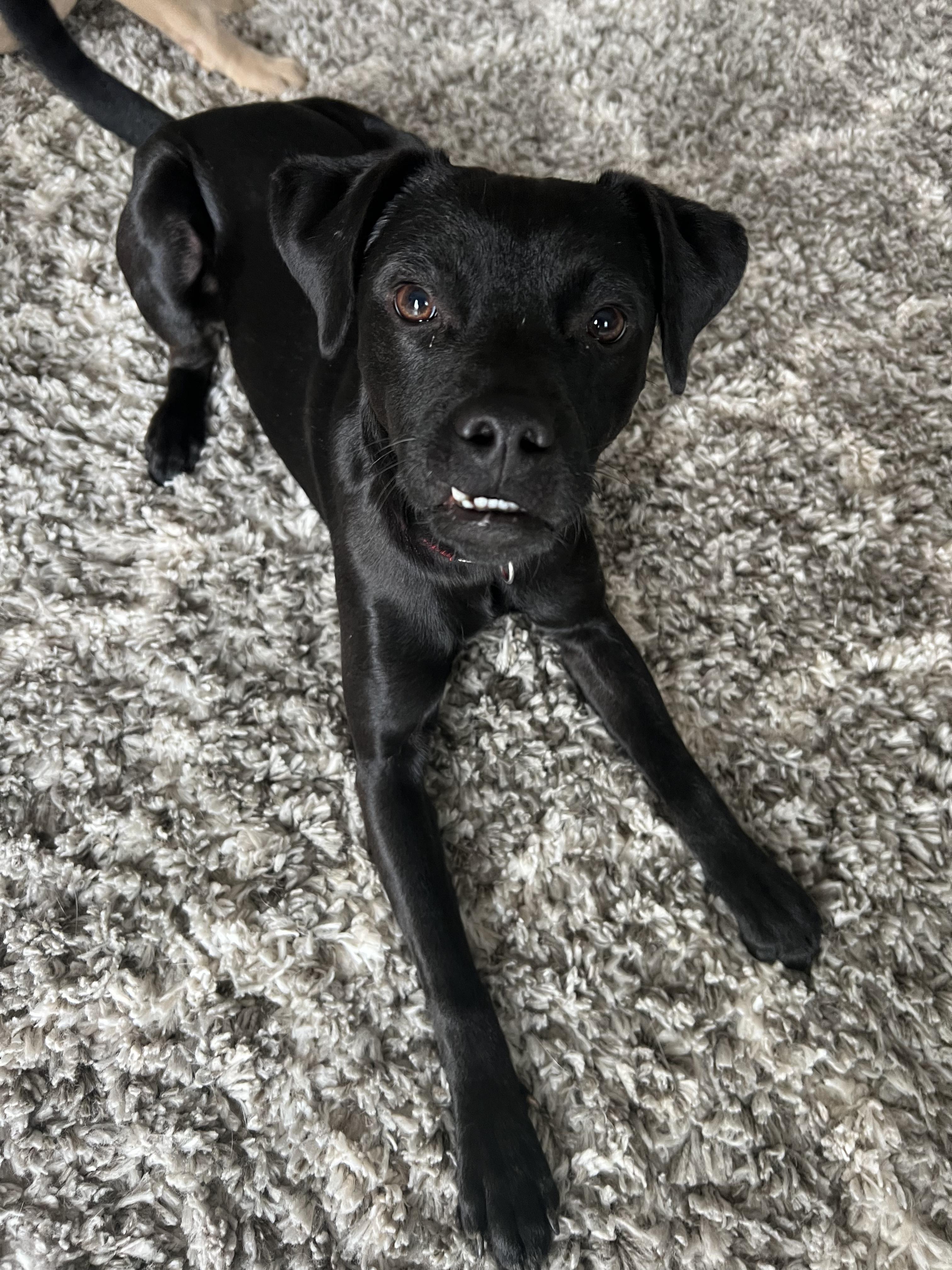 Enlarge Denali (Dresden #9), a Adoptable mixed breed in Mount Juliet, TN image 5/5