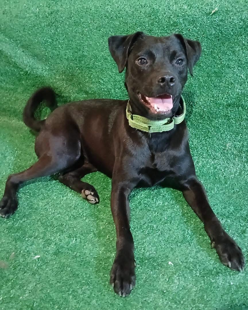 Enlarge Denali, a Adoptable mixed breed in Mount Juliet, TN image 2/6