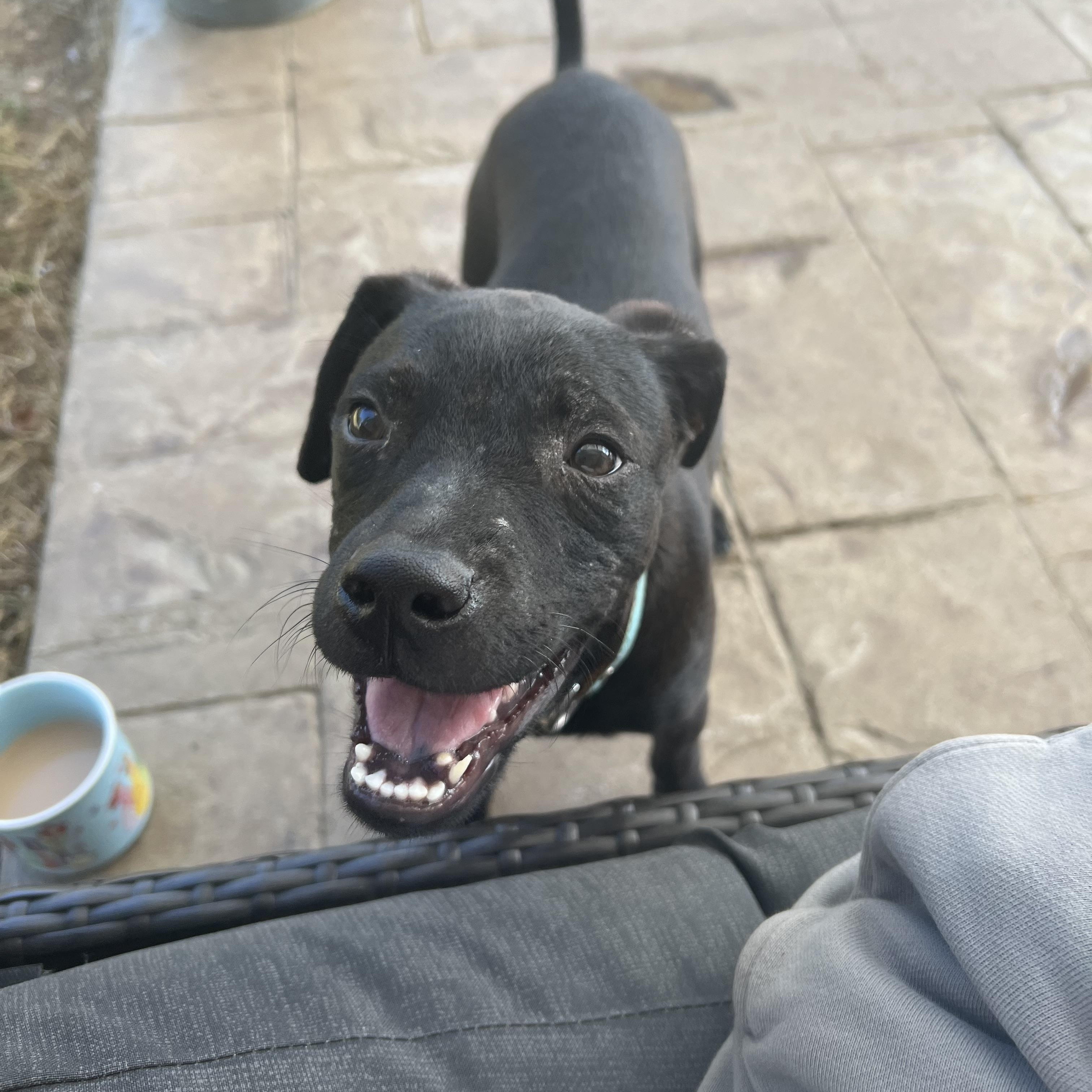 Enlarge Denali (Dresden #9), a Adoptable mixed breed in Mount Juliet, TN image 4/5