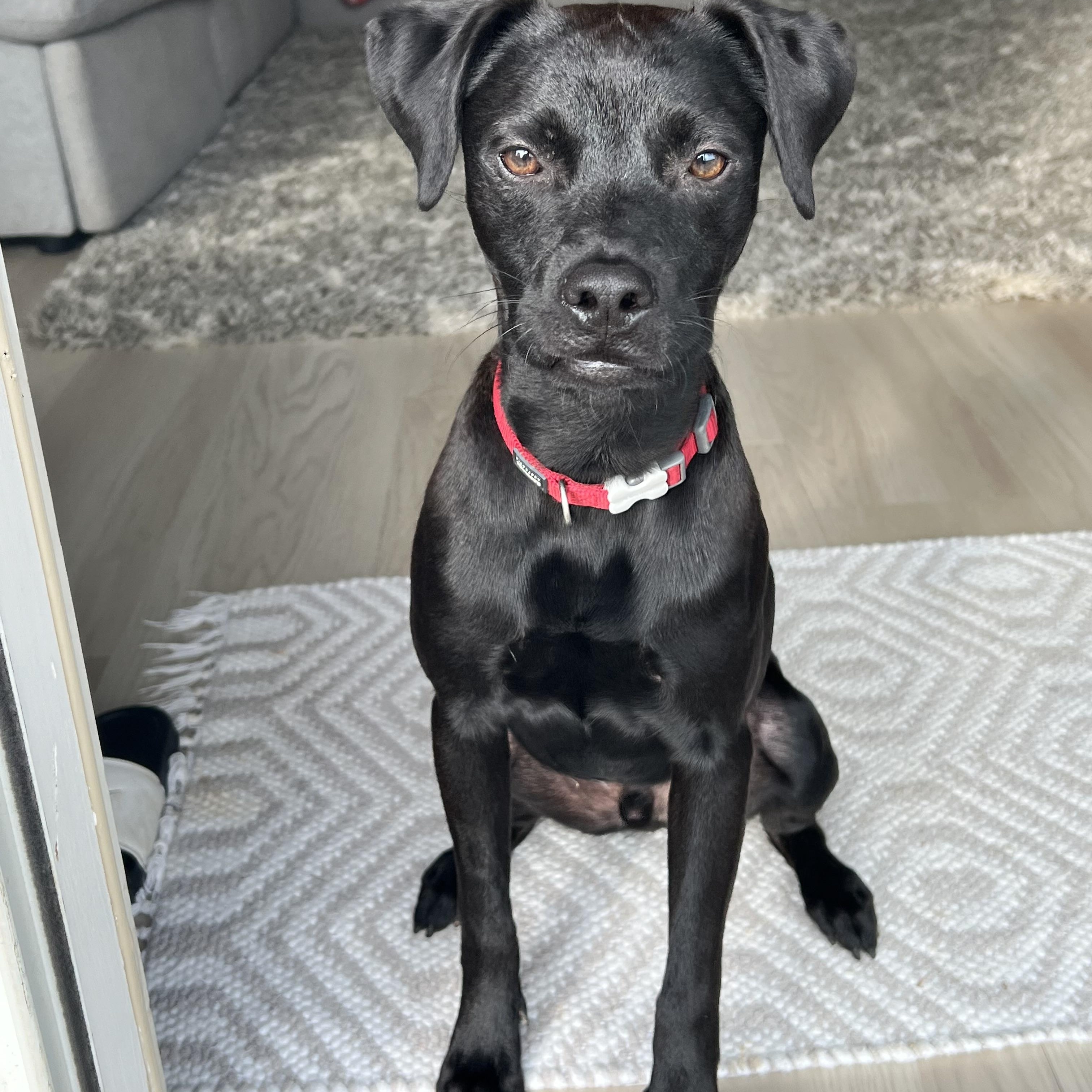 Enlarge Denali (Dresden #9), a Adoptable mixed breed in Mount Juliet, TN image 1/5