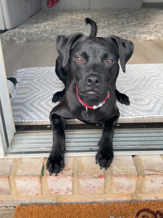 Enlarge Denali (Dresden #9), a Adoptable mixed breed in Mount Juliet, TN video 3/5