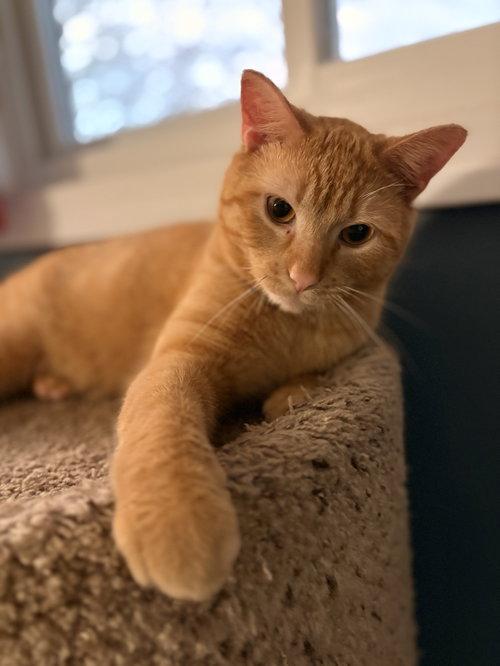 Curry, a ADOPTABLE Domestic Short Hair in Blaine, MN image 3/3
