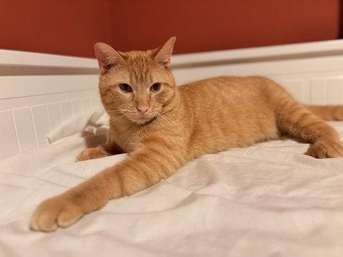 Curry, a ADOPTABLE Domestic Short Hair in Blaine, MN image 2/3