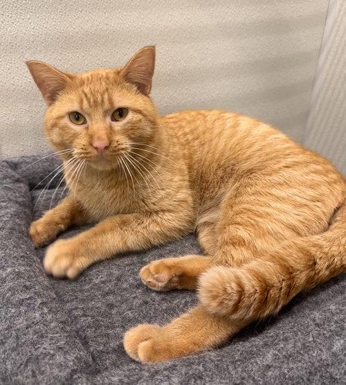 Curry, ADOPTABLE, Adult Male Domestic Short Hair.