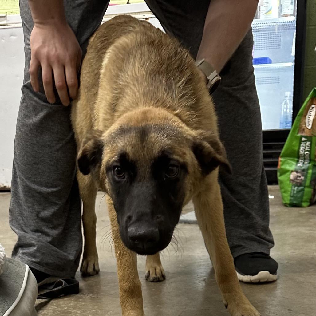 Berry, Adoptable, Puppy Female Shepherd.