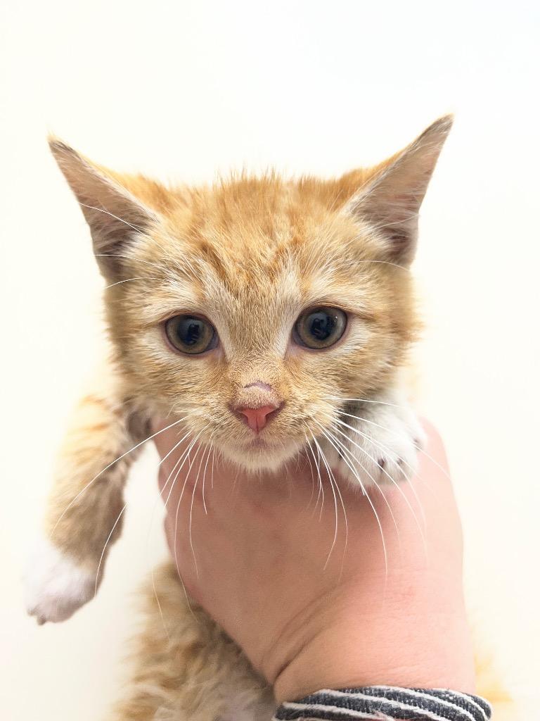 Tex, Adoptable, Kitten Male Domestic Medium Hair.