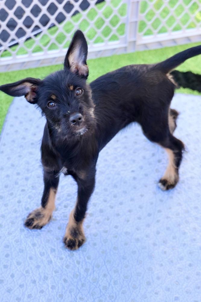Sour, a Adoptable Terrier in TUCSON, AZ image 3/5