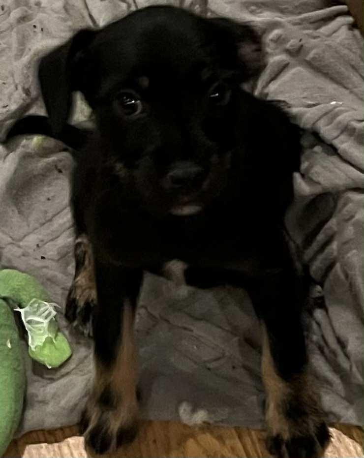 Sour, Adoptable, Puppy Female Terrier.